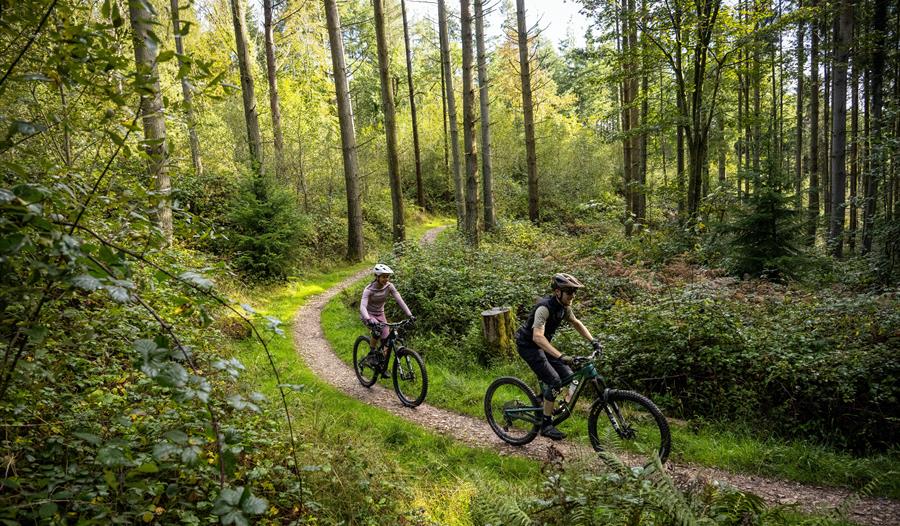 Cycling and Mountain Biking Trails at Haldon Forest Park: Your Ultimate Guide to Two-Wheeled Adventures